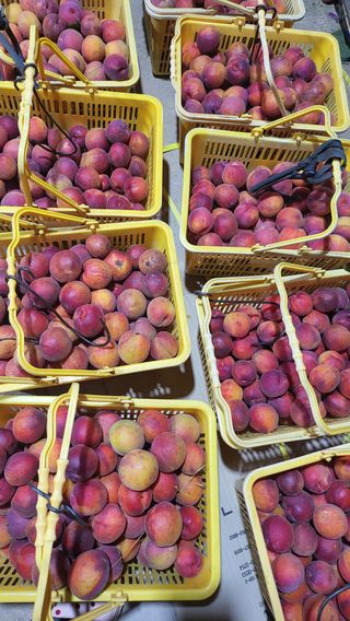 방촌대장님의 기타작물 · 자유게시판 작성글 사진