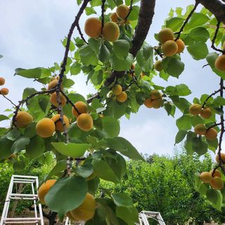 방촌대장님의 기타작물 · 자유게시판 작성글 사진