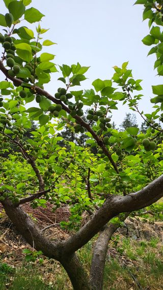 방촌대장님의 기타작물 · 자유게시판 작성글 사진
