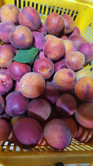 방촌대장님의 기타작물 · 자유게시판 작성글 사진