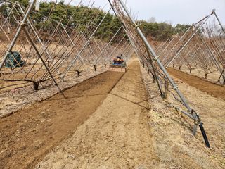 김준한님의 자두 · 자유게시판 작성글 사진
