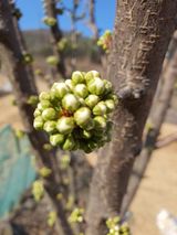 팜모닝 자두·자유게시판 게시글 이미지