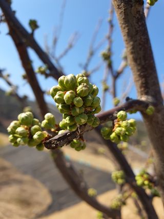 jush님의 자두 · 자유게시판 작성글 사진