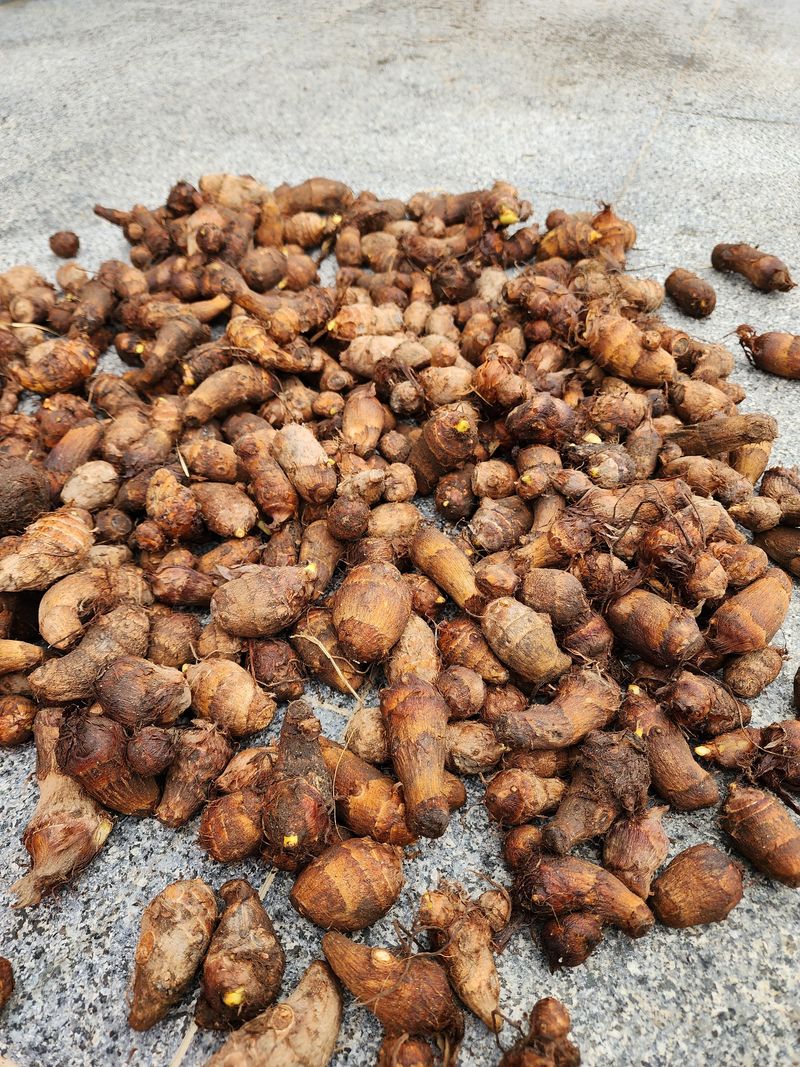 장터 상품 [토란 6kg] 썸네일