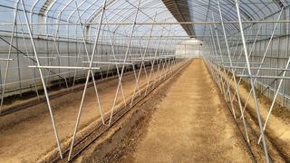 김재연 님의 고추 · 지주설치•유인•성장 작성글 사진