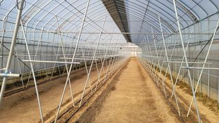 김재연 님의 고추 · 지주설치•유인•성장 작성글 사진