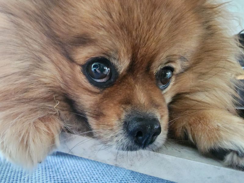 WAKU님의 장터 판매 상품 [아세아관리기 삽니다. 군산] 첨부 사진