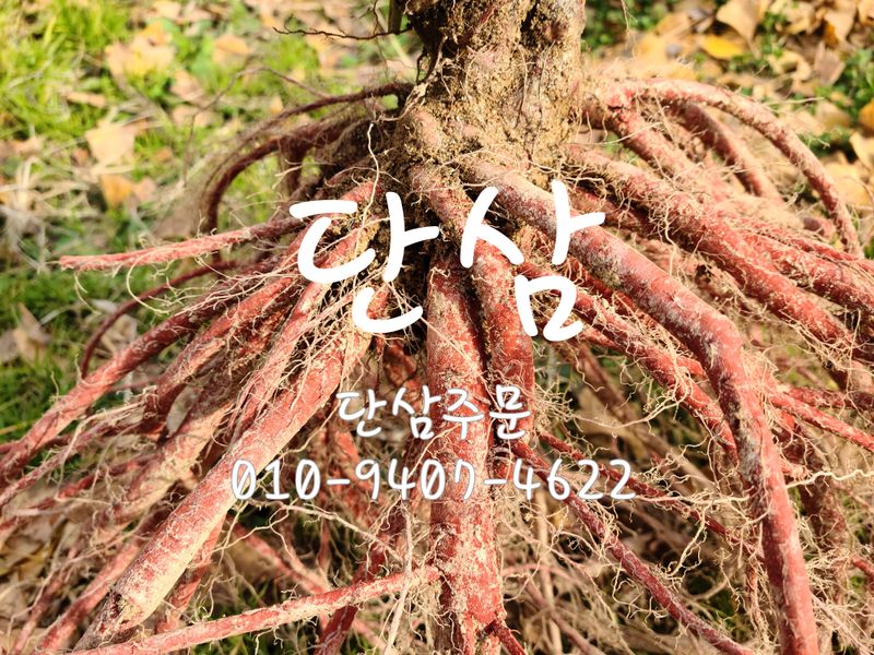 장터 상품 [단삼] 썸네일