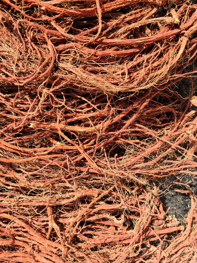 단삼님의 장터 판매 상품 [단삼] 첨부 사진