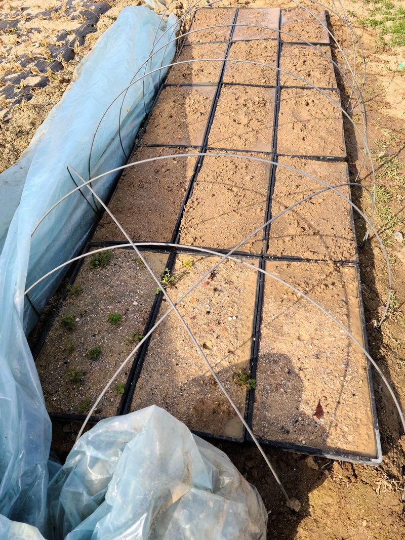 단삼님의 장터 판매 상품 [단삼] 첨부 사진