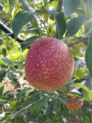 손윤영/수채화농원님의 자유주제 · 자유게시판 작성글 사진