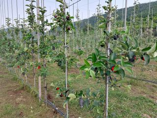 손윤영/수채화농원님의 자유주제 · 자유게시판 작성글 사진