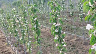 손윤영/수채화농원님의 자유주제 · 자유게시판 작성글 사진