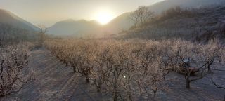 손윤영/수채화농원님의 자유주제 · 자유게시판 작성글 사진