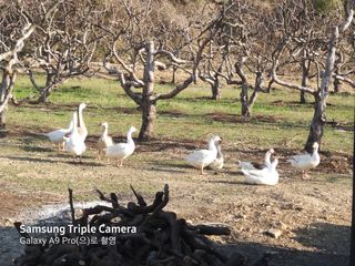 손윤영/수채화농원님의 자유주제 · 자유게시판 작성글 사진
