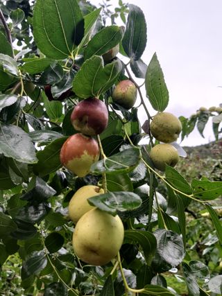 손윤영/수채화농원님의 자유주제 · 자유게시판 작성글 사진