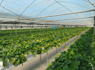 한희숙님의 하우스정보 · 시공사례•후기 작성글 사진