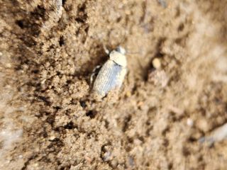 도랑생각님의 포도 · 병해충상담 작성글 사진