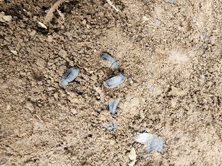 도랑생각님의 포도 · 병해충상담 작성글 사진