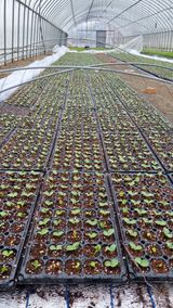 팜모닝 호박·자유게시판 게시글 이미지