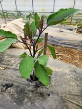 팜모닝 자유주제·자유게시판 게시글 이미지