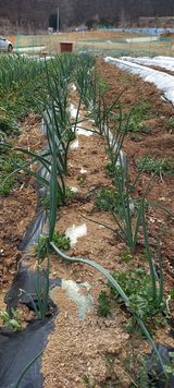 팜모닝 기타작물·자유게시판 게시글 이미지