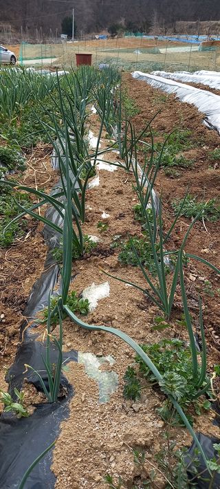 고병길님의 기타작물 · 자유게시판 작성글 사진