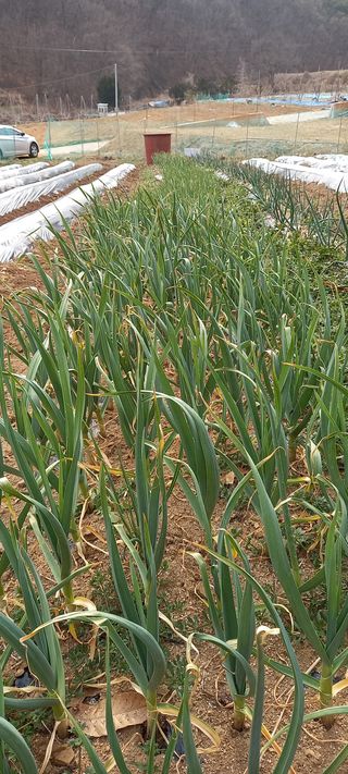 고병길님의 기타작물 · 자유게시판 작성글 사진