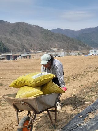 박정애님의 감자 · 자유게시판 작성글 사진
