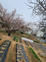 팜모닝 자유주제·사진전 게시글 이미지