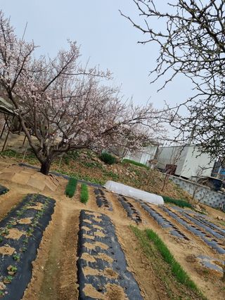 매실이랑 자급자족님의 자유주제 · 사진전 작성글 사진