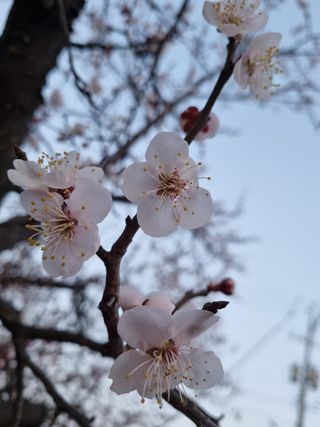 매실이랑 자급자족님의 자유주제 · 사진전 작성글 사진