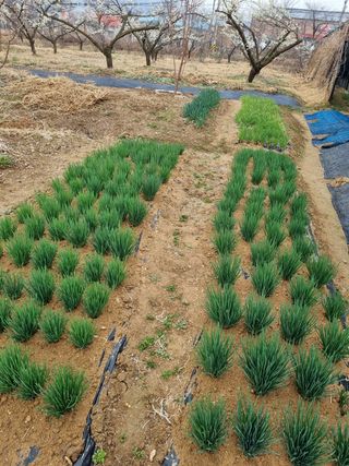 매실이랑 자급자족님의 자유주제 · 사진전 작성글 사진