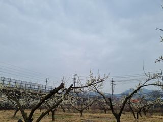 매실이랑 자급자족님의 자유주제 · 사진전 작성글 사진