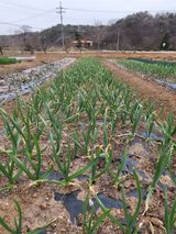 팜모닝 마늘·일상 게시글 이미지