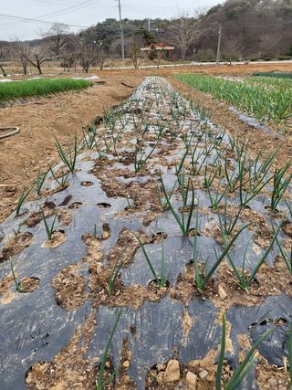 민미선 님의 마늘 · 일상 작성글 사진