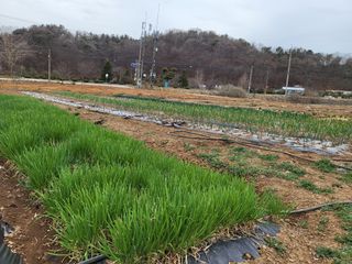 민미선 님의 마늘 · 일상 작성글 사진