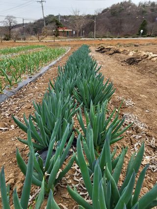 민미선 님의 마늘 · 일상 작성글 사진