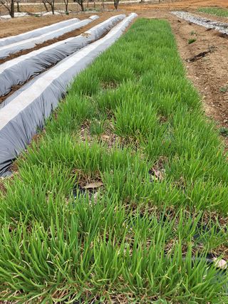 민미선 님의 마늘 · 일상 작성글 사진