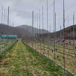 손윤영/수채화농원님의 사과 · 묘목•접목 작성글 사진