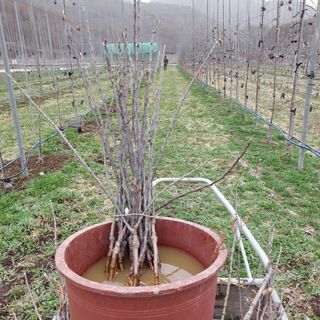 손윤영/수채화농원님의 사과 · 묘목•접목 작성글 사진