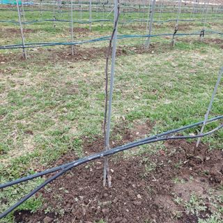 손윤영/수채화농원님의 사과 · 묘목•접목 작성글 사진