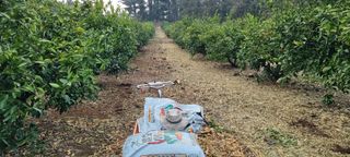 고정민님의 귤 · 품질 향상 작성글 사진