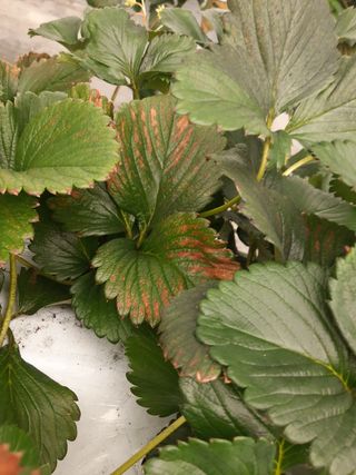 조건님의 딸기 · 병해충상담 작성글 사진