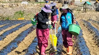 조범호님의 감자 · 자유게시판 작성글 사진
