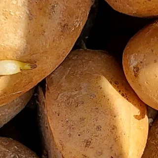 조범호님의 감자 · 자유게시판 작성글 사진