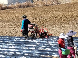 조범호님의 감자 · 자유게시판 작성글 사진