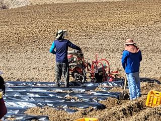 조범호님의 감자 · 자유게시판 작성글 사진