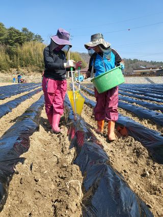 조범호님의 감자 · 자유게시판 작성글 사진