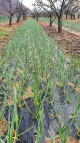 팜모닝 마늘·품종•종자 게시글 이미지